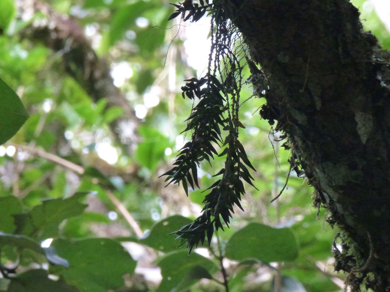 Angraecum hermannii habit