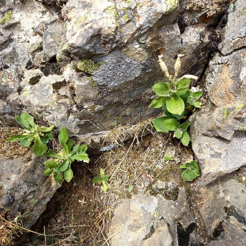 Silene requienii habit