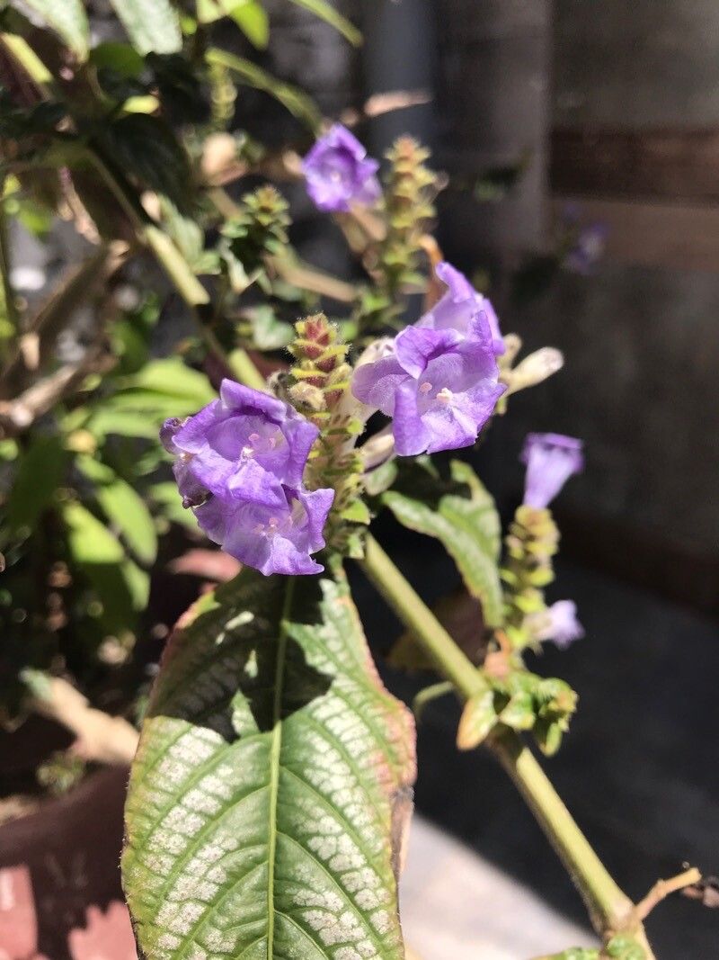 Strobilanthes auriculata flower