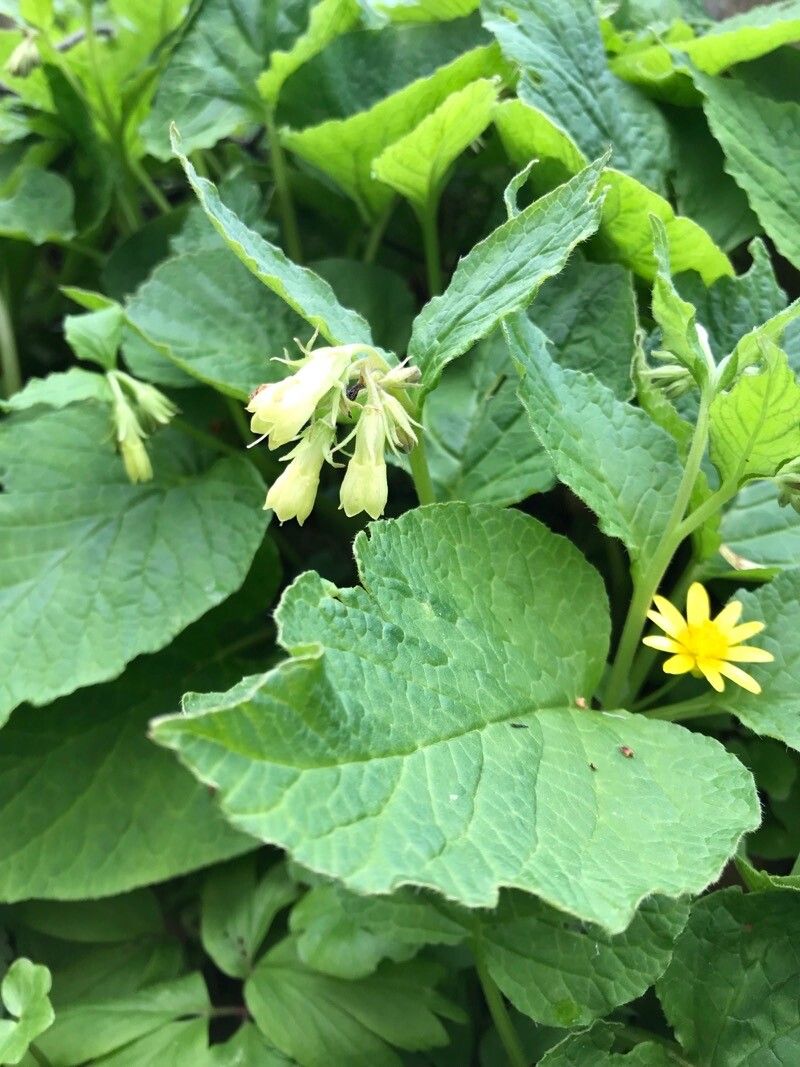 Symphytum cordatum flower