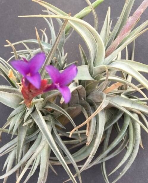 Tillandsia violaceiflora — houseplant care guide