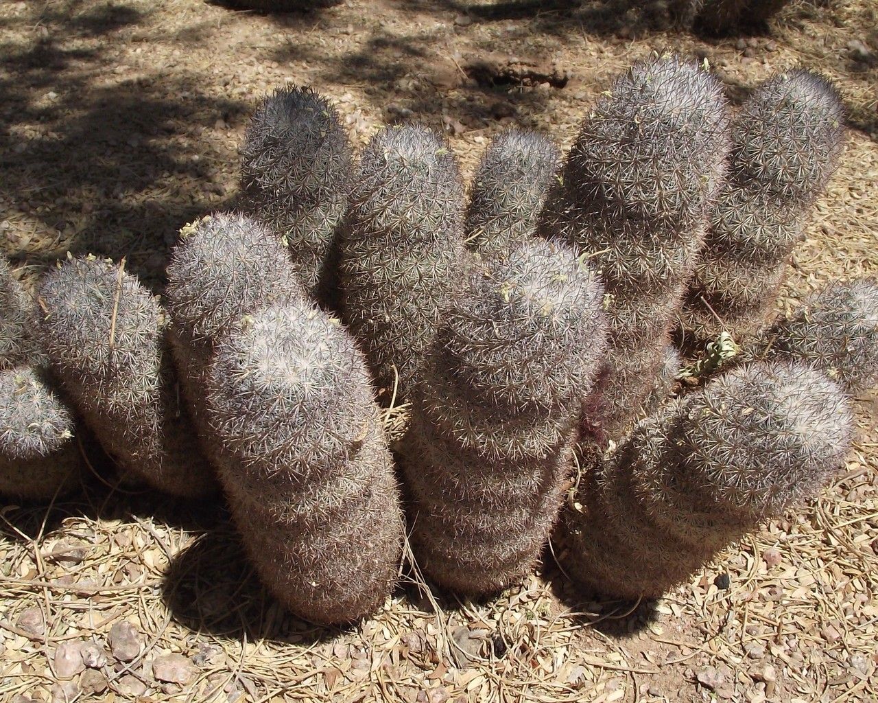 Mammillaria pottsii habit