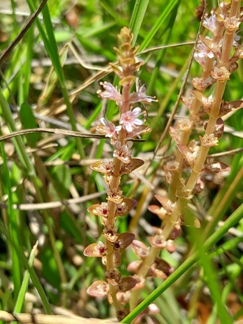 Lysimachia rubricaulis flower