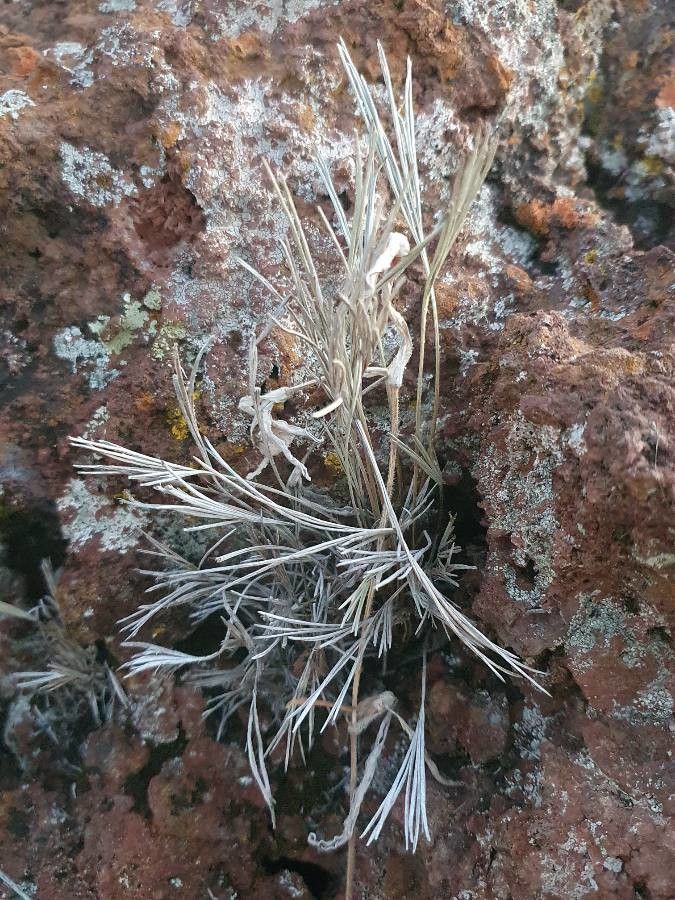 Actiniopteris semiflabellata leaf