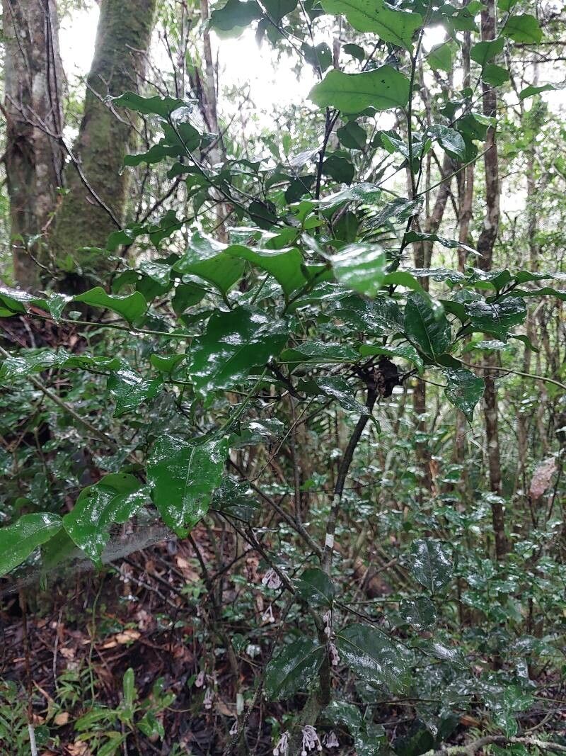 Diospyros gracilipes — houseplant care guide