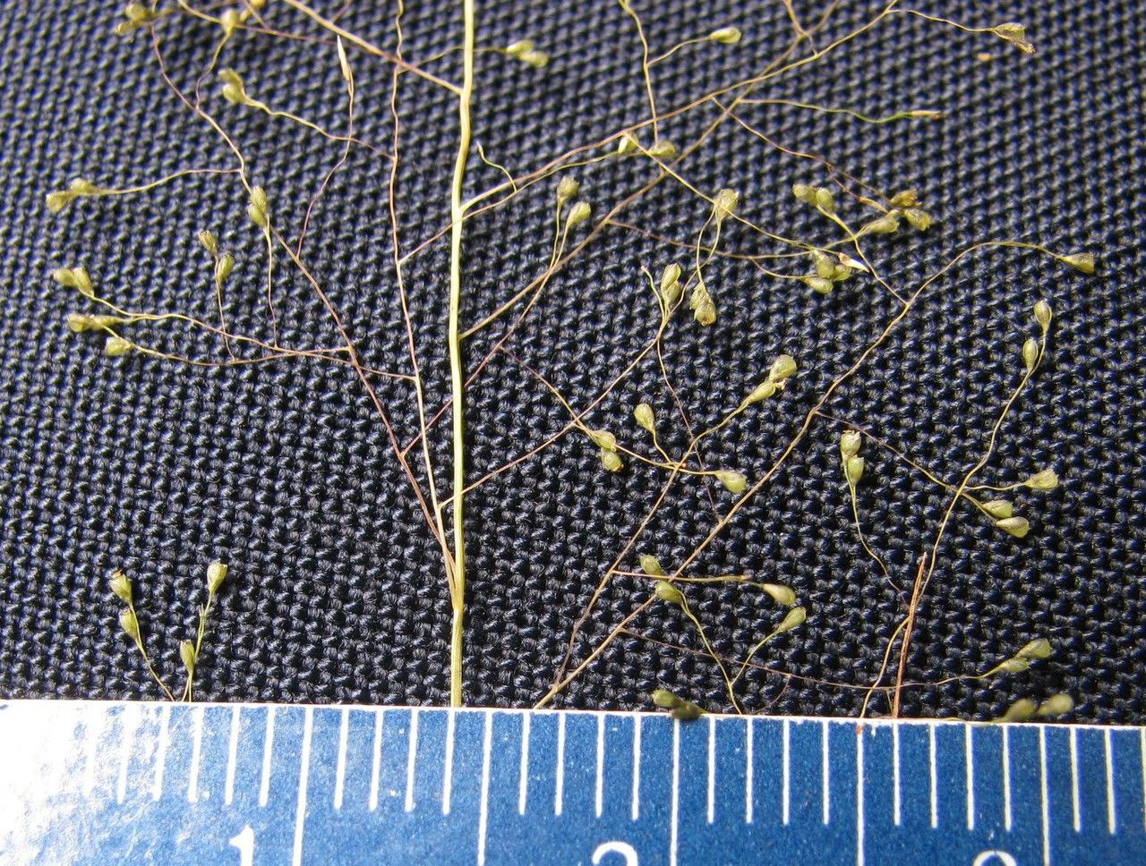 Sporobolus tenuissimus other