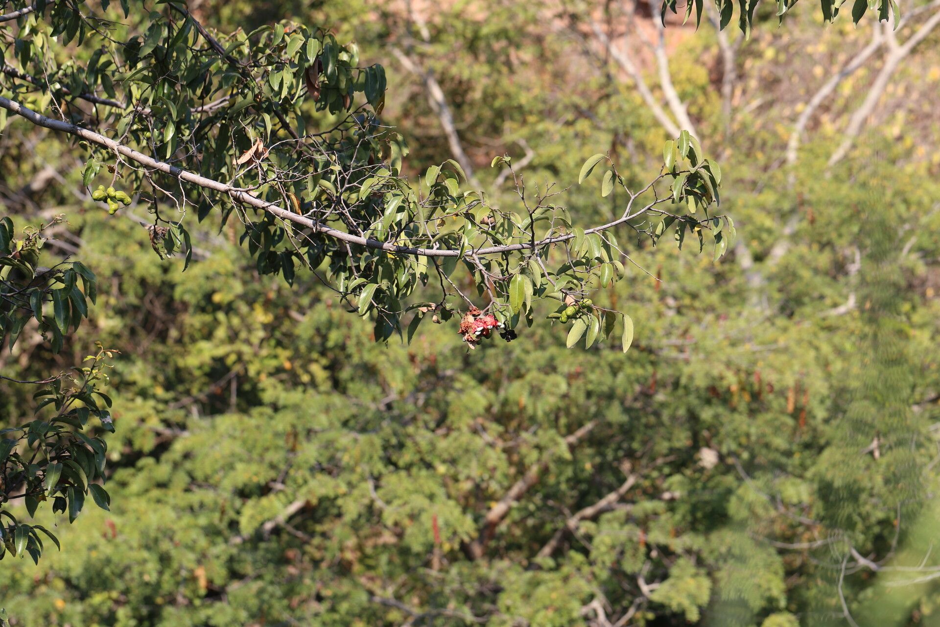 Xylopia katangensis habit
