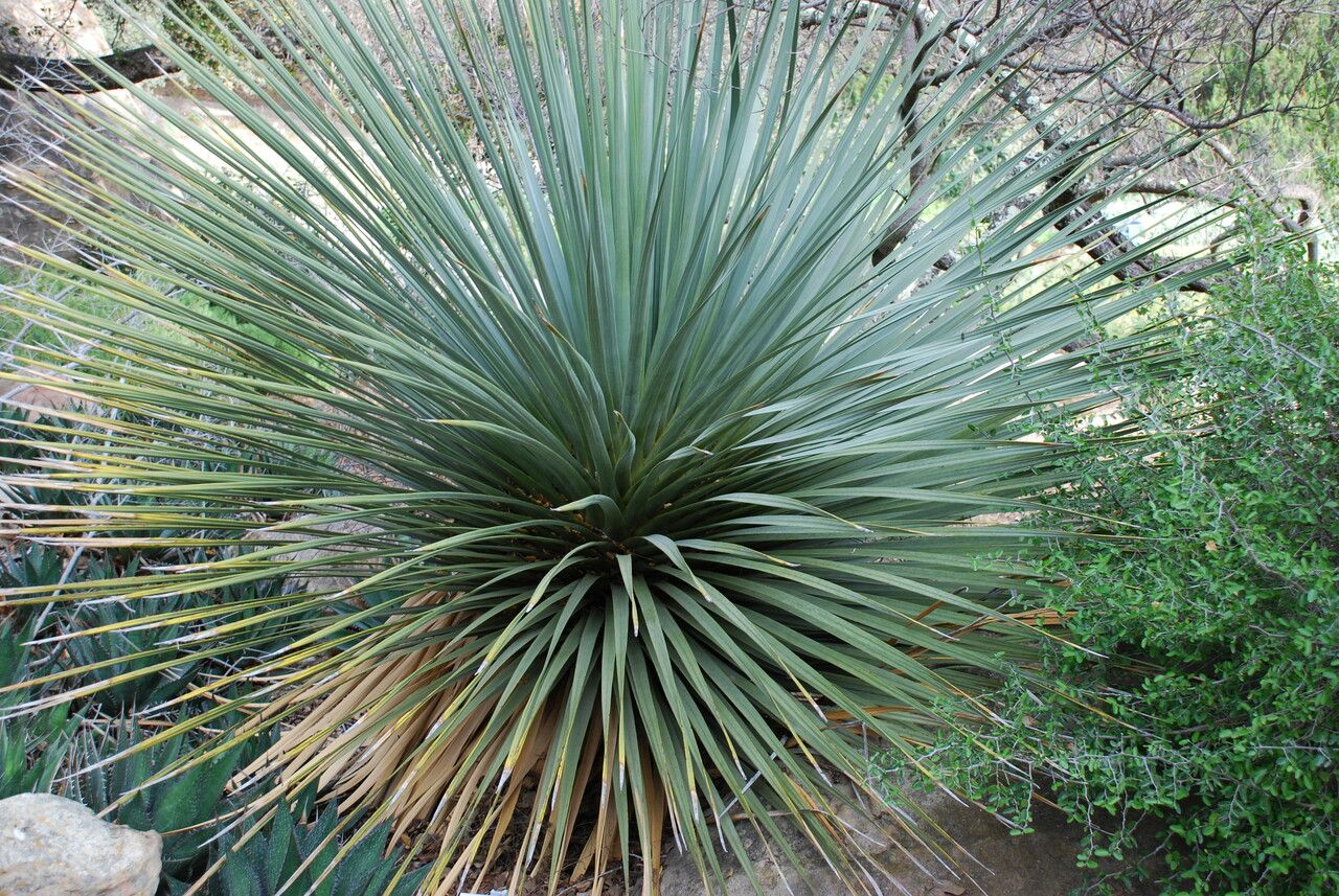 Nolina parryi leaf