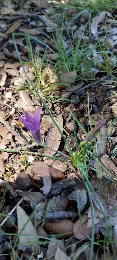 Romulea requienii habit