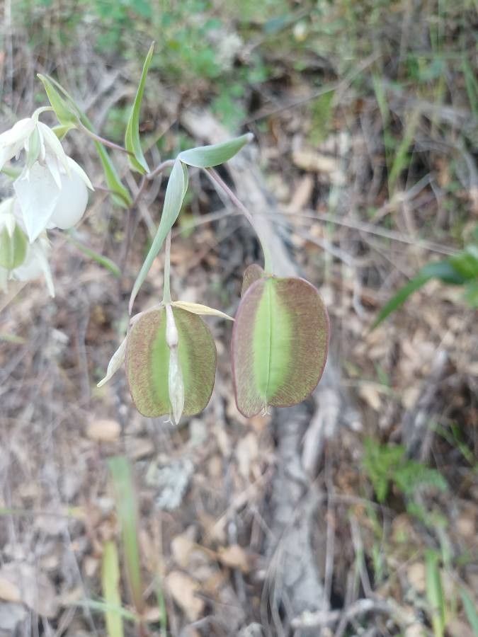 Calochortus albus fruit