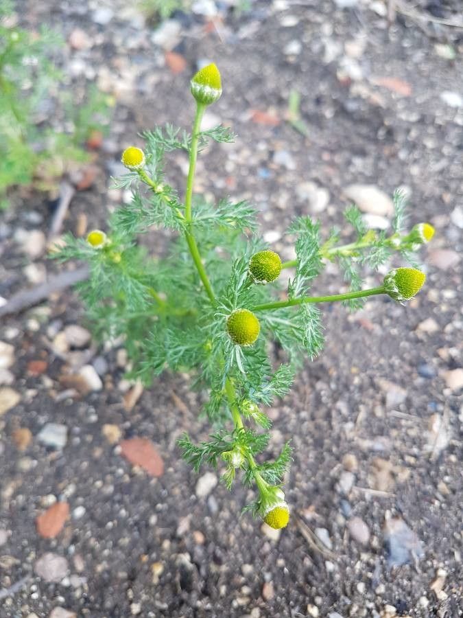 Matricaria suaveolens leaf