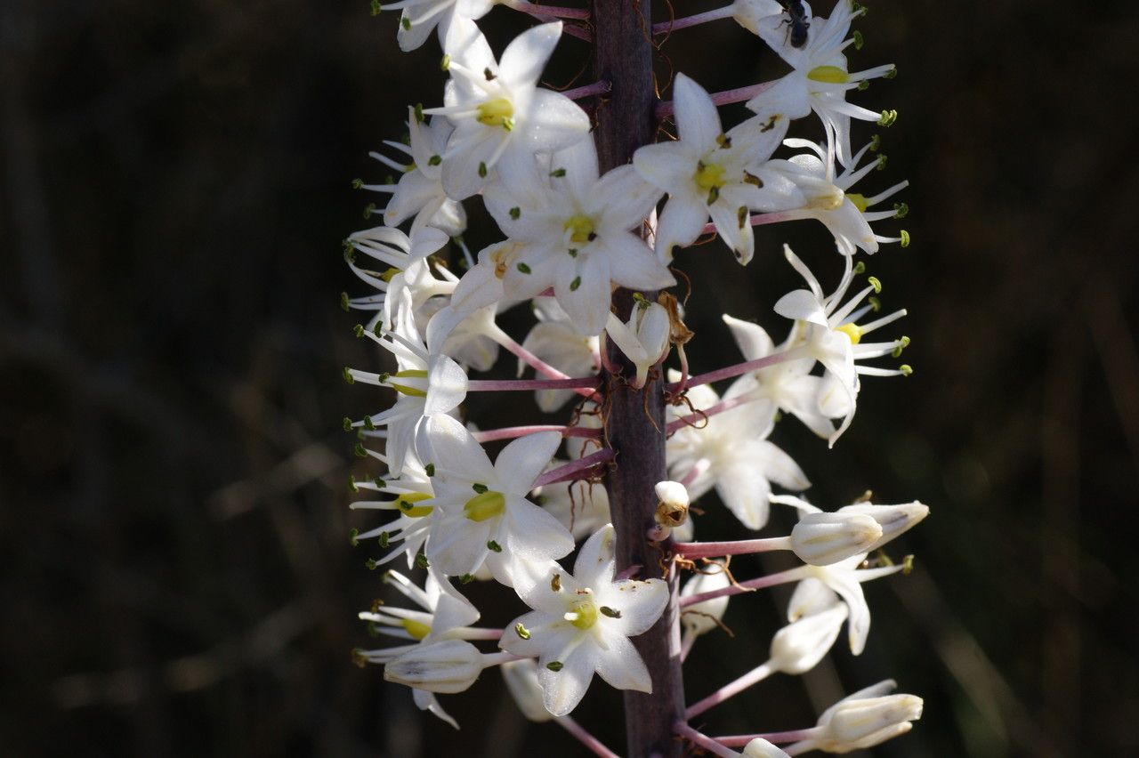 Drimia numidica flower