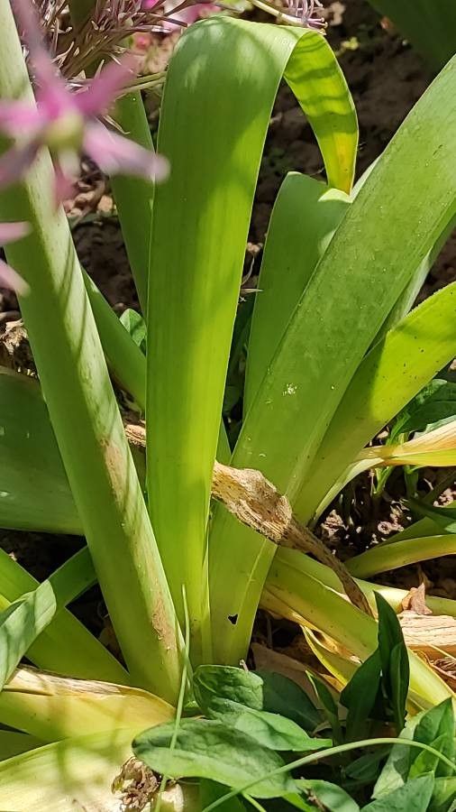 Allium schubertii — fragrant plants houseplant