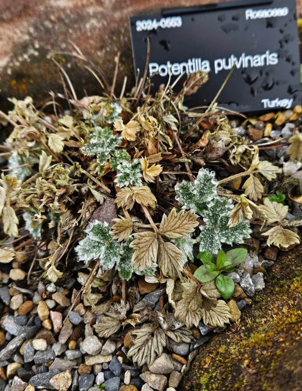 Potentilla pulvinaris habit