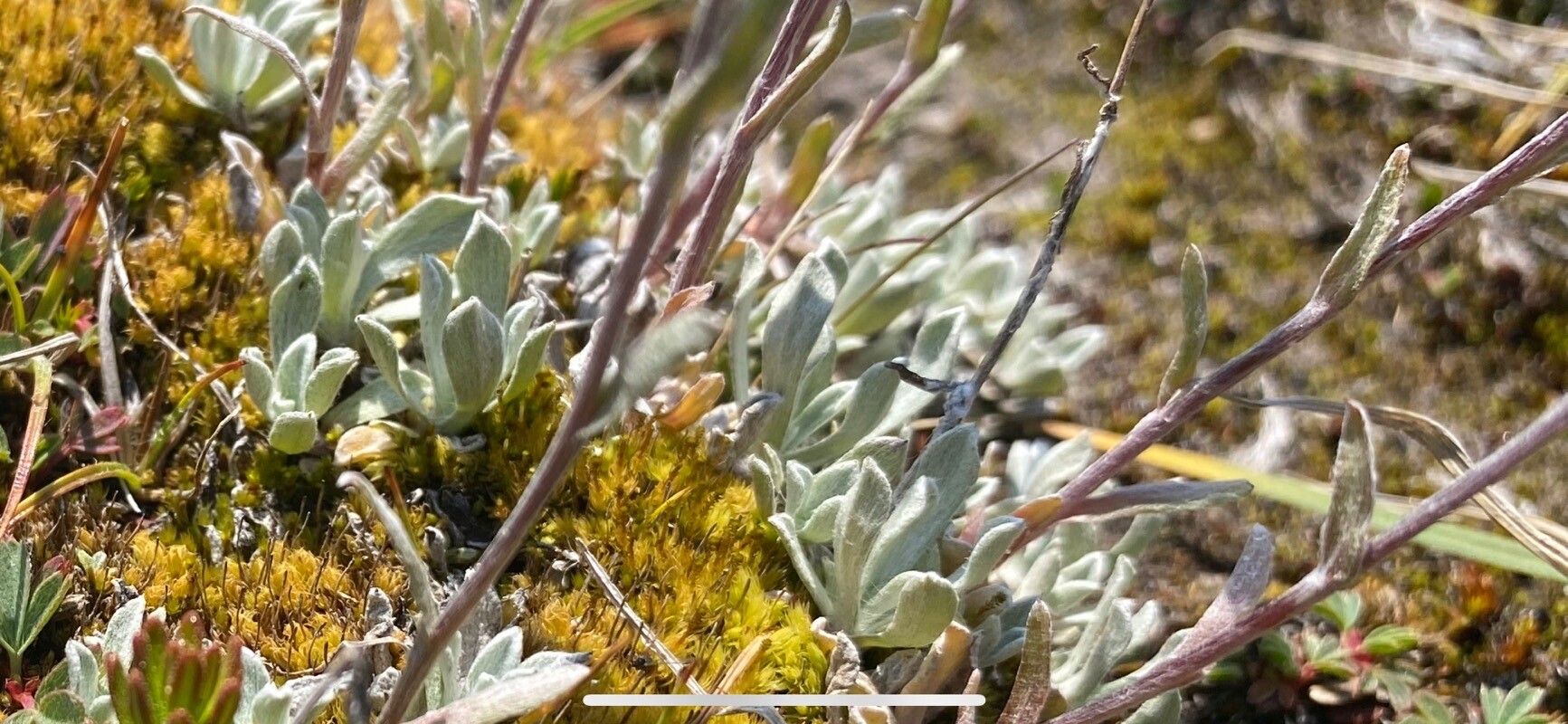 Antennaria media — search result for 'Antennaria'