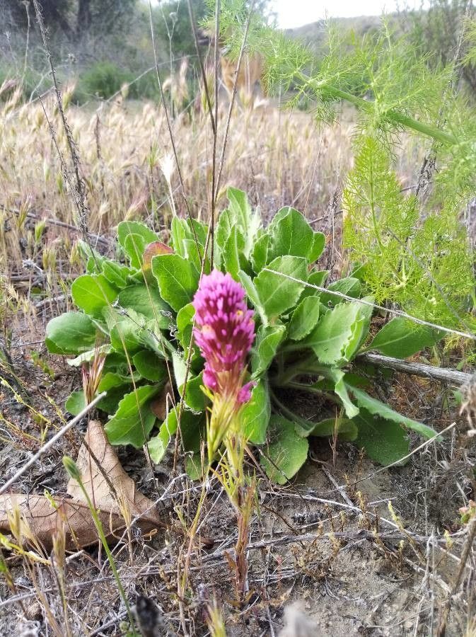 Castilleja exserta flower