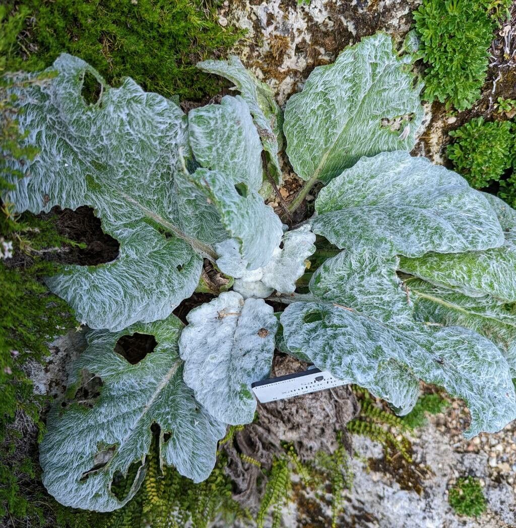 Salvia xanthocheila — houseplant care guide