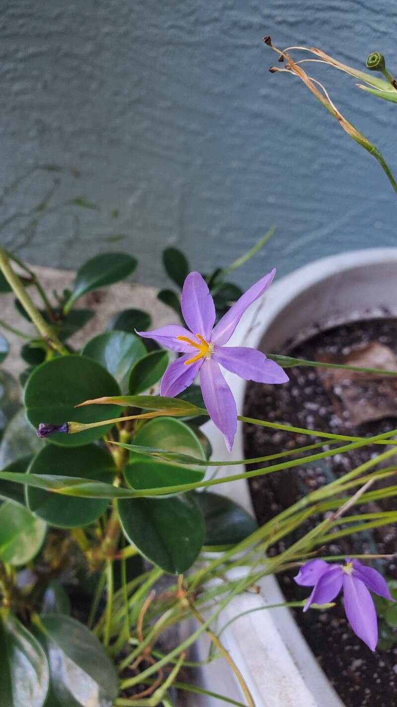 Nemastylis floridana — search result for 'Ixia'