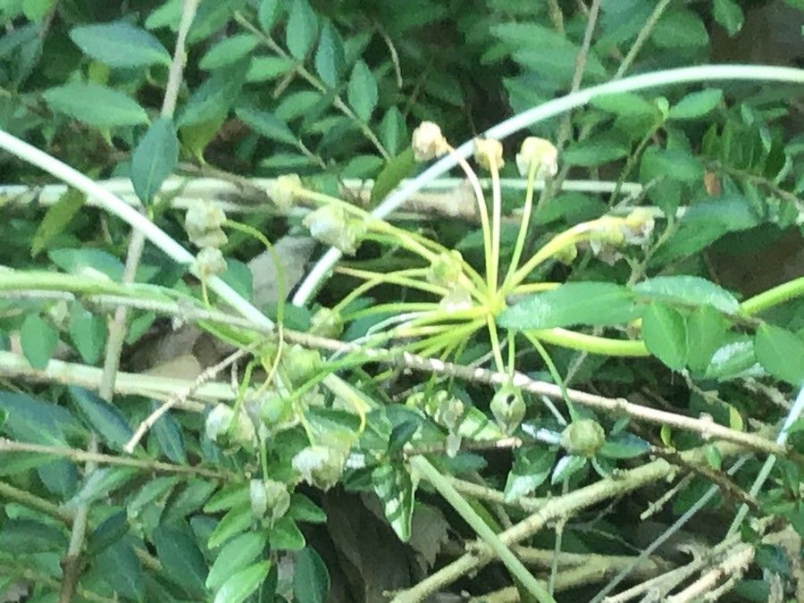 Lonicera pilosa fruit