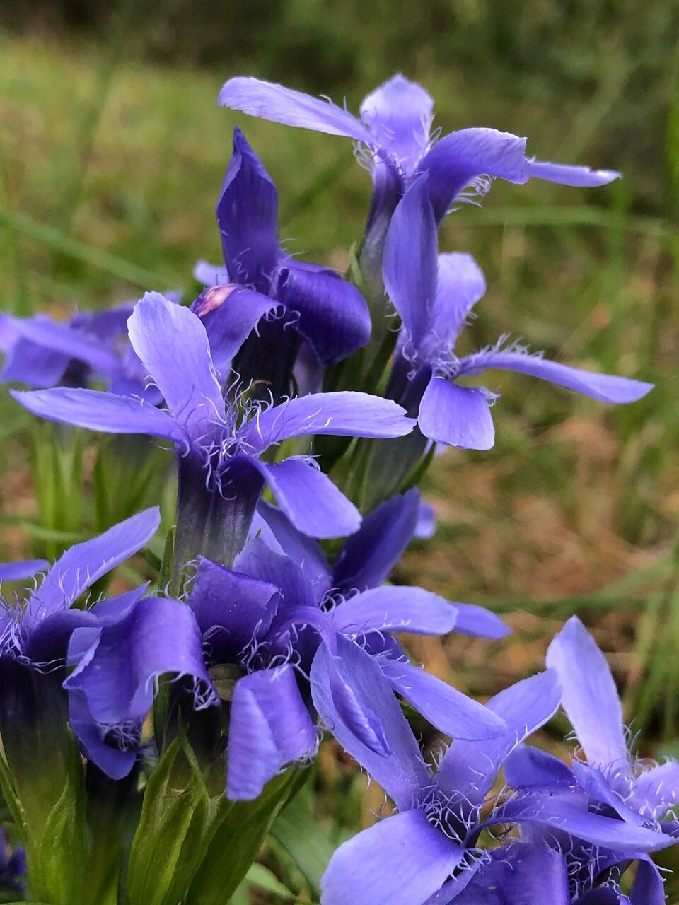 Gentianopsis ciliata flower