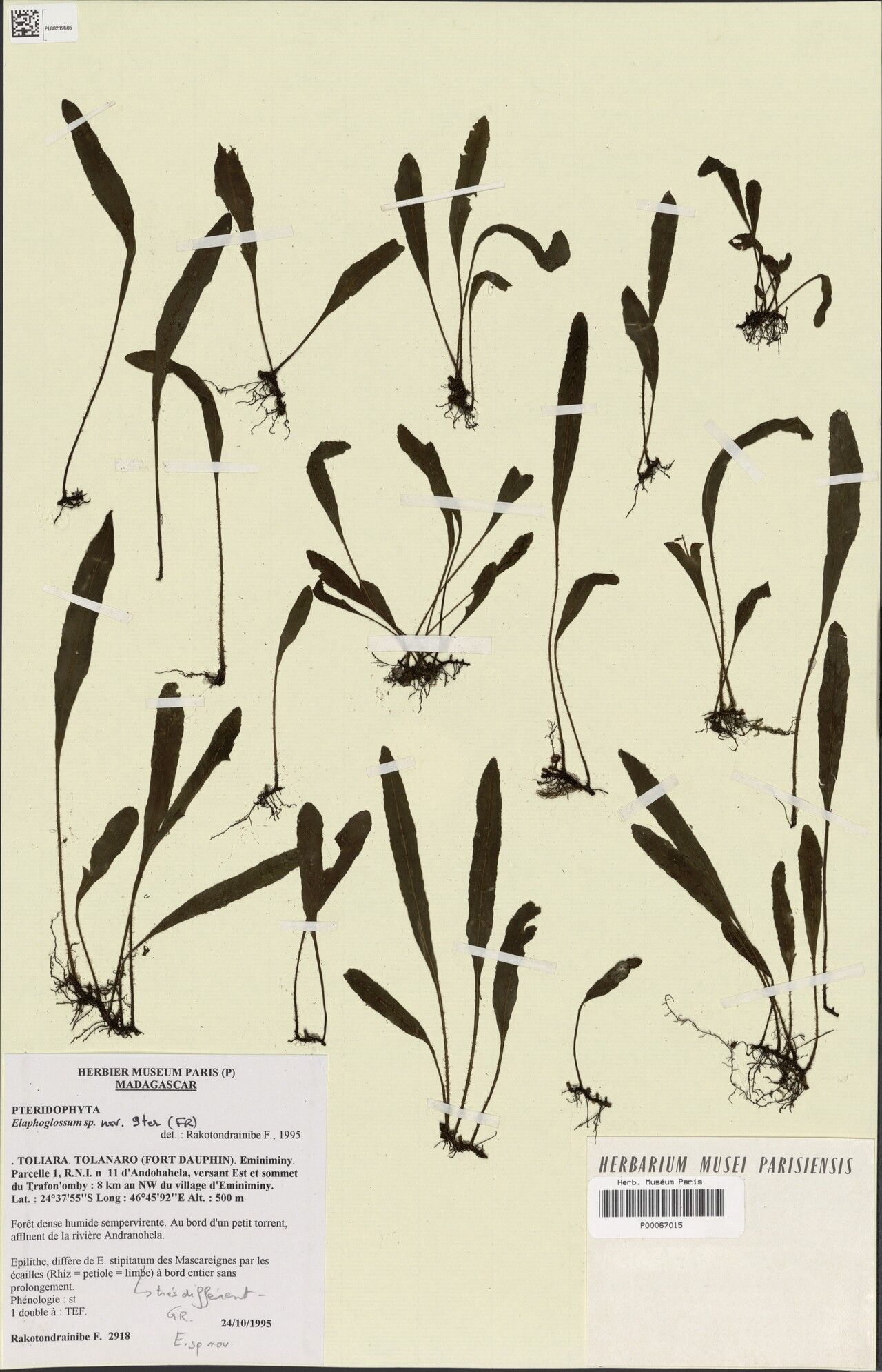 Elaphoglossum repandum — houseplant care guide