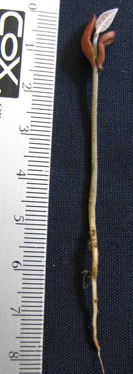 Tetrapterys discolor other