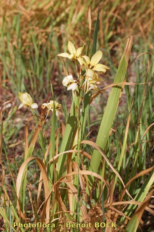 Ixia dubia habit