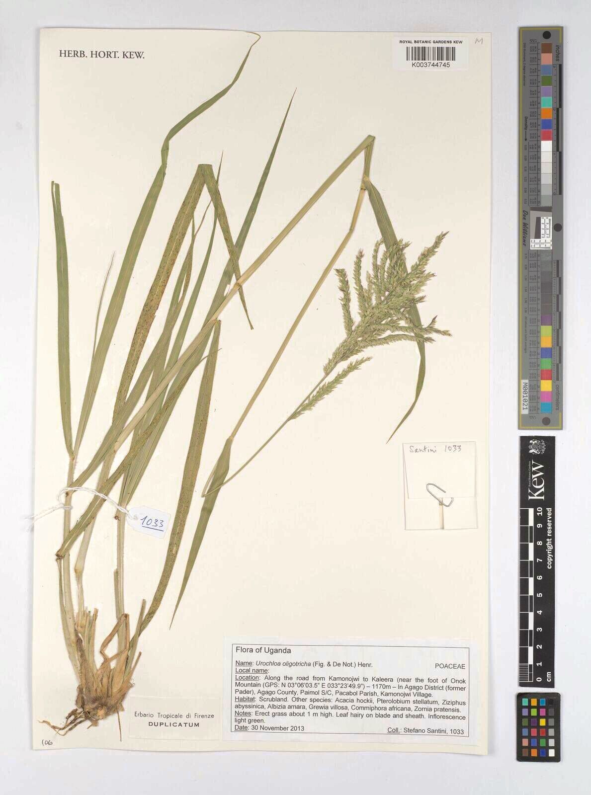 Urochloa oligotricha — houseplant care guide