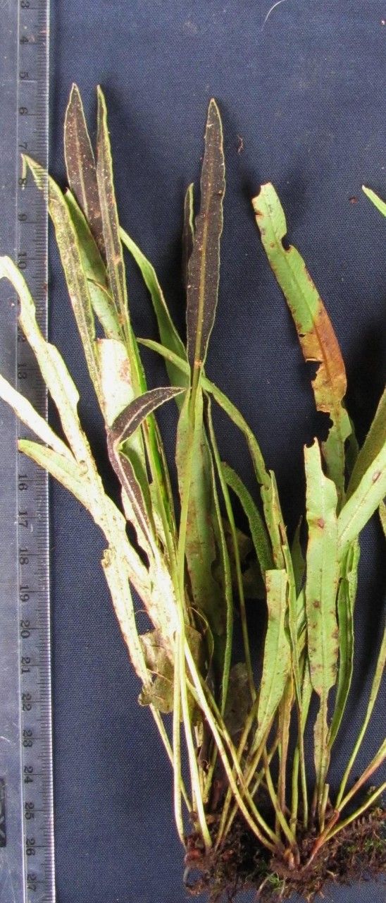 Elaphoglossum tenuiculum other