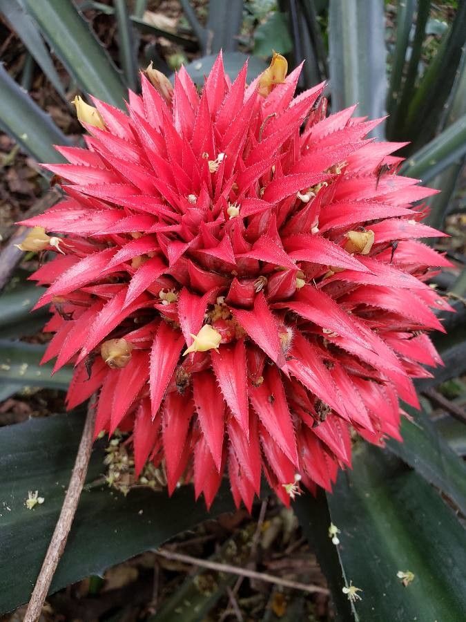 Aechmea magdalenae flower