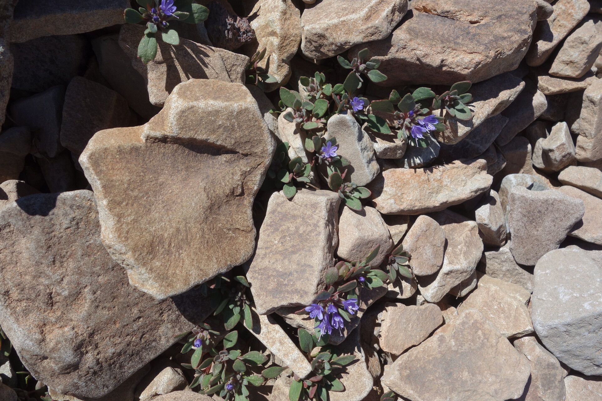 Collomia debilis — related species from the same genus