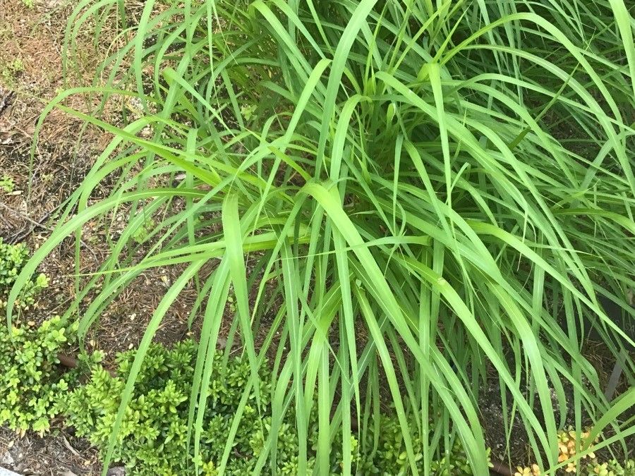Miscanthus sacchariflorus leaf