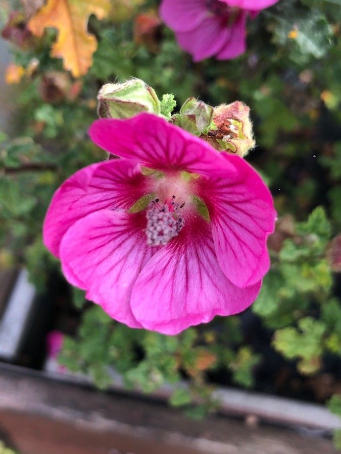 Anisodontea elegans flower