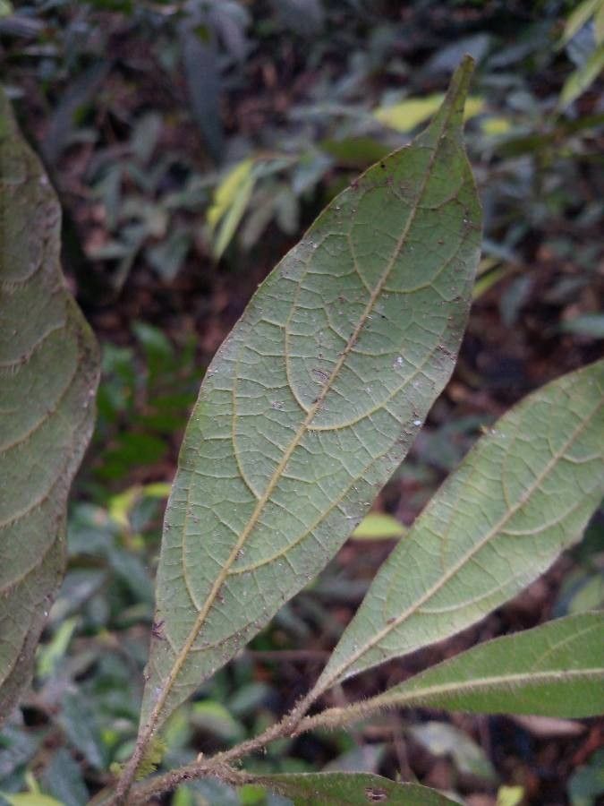 Rhodostemonodaphne morii — houseplant care guide