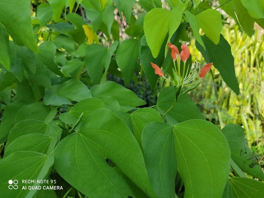Bauhinia hildebrandtii — search result for 'Bauhinia'