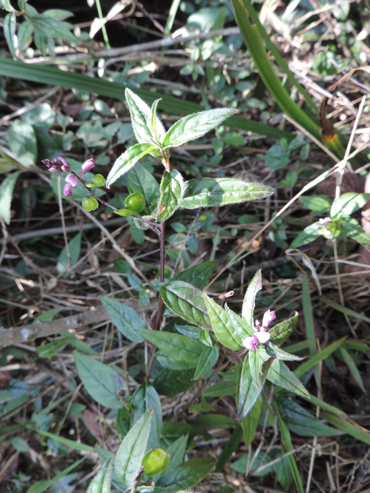 Polygala engleri habit