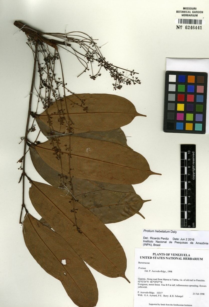 Protium hebetatum — houseplant care guide