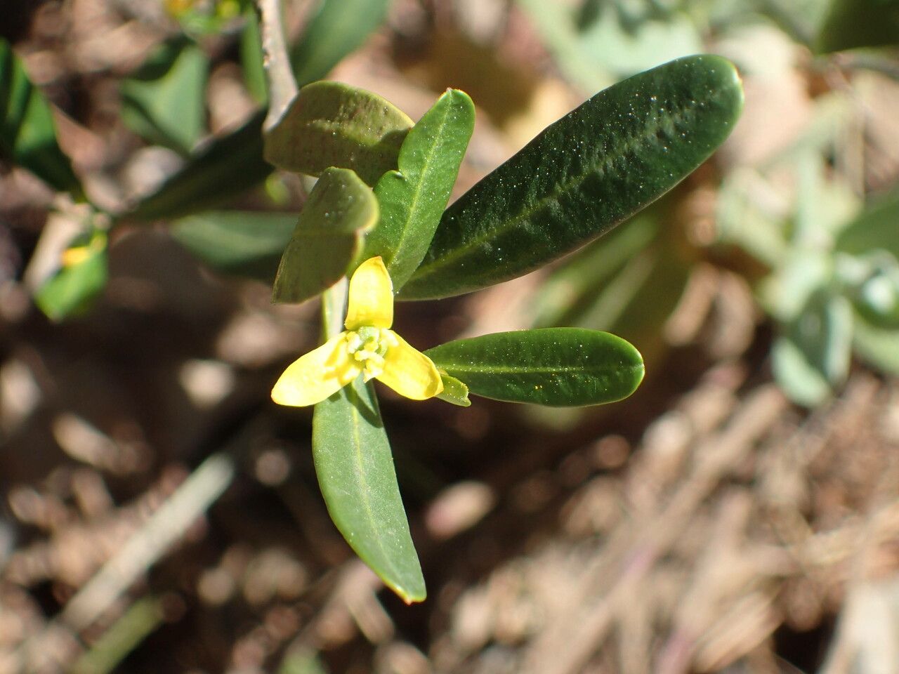 Cneorum tricoccon flower