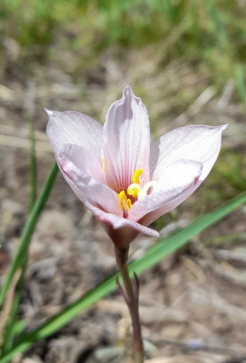 Zephyranthes gracilifolia — houseplant care guide