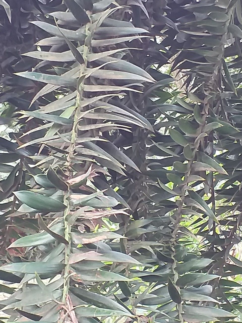 Araucaria bidwillii leaf