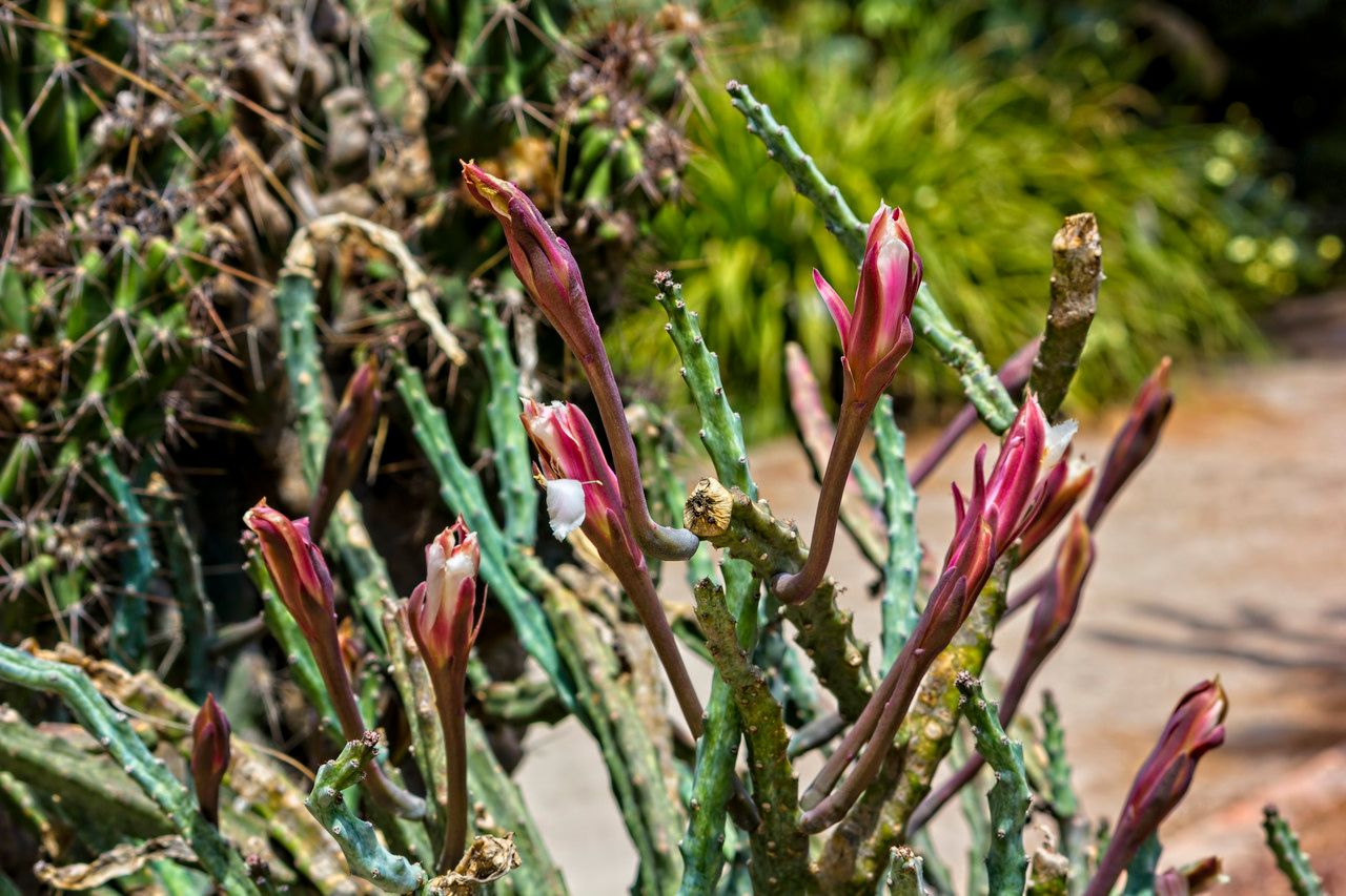 Cereus spegazzinii flower