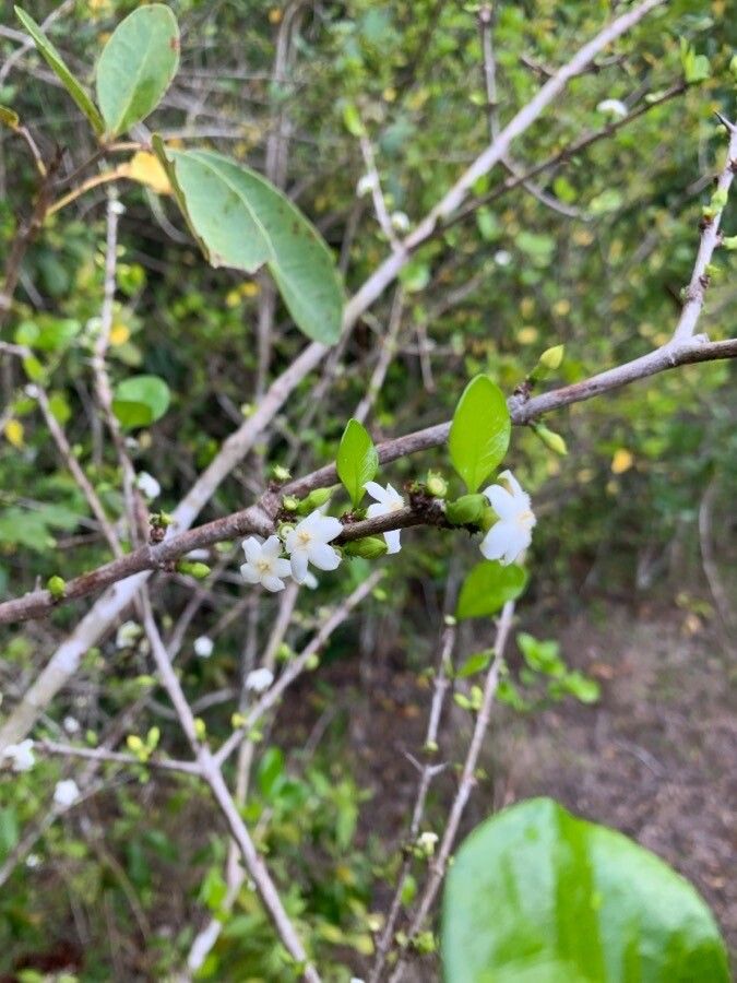 Randia aculeata flower