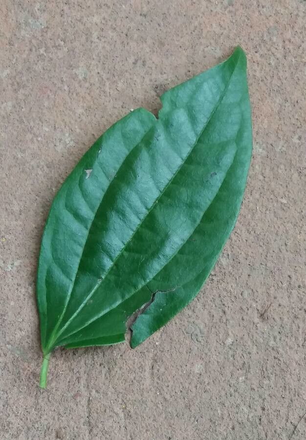 Smilax siphilitica leaf
