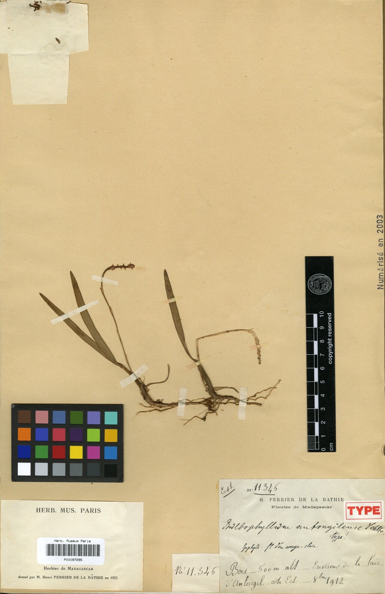 Bulbophyllum antongilense — houseplant care guide