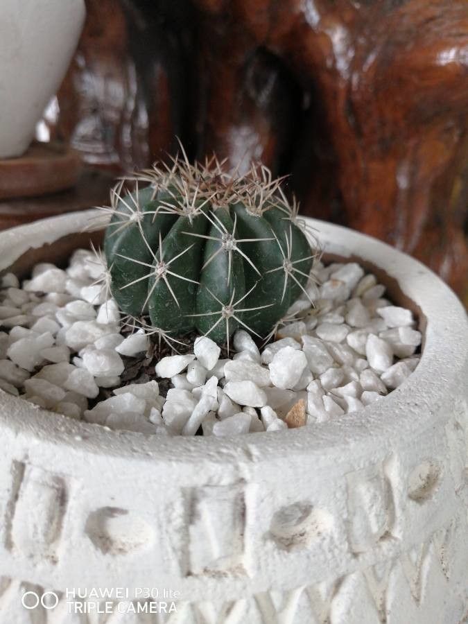 Ferocactus alamosanus fruit