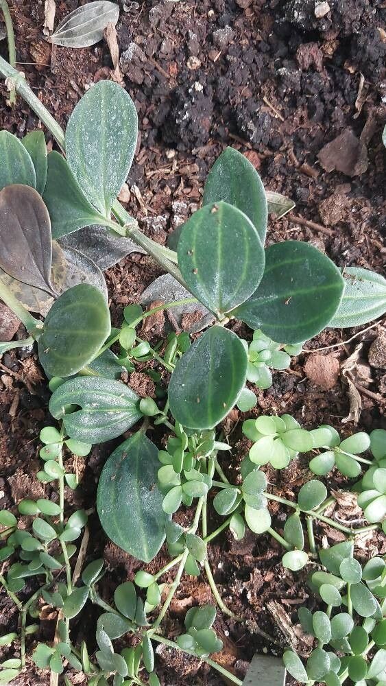 Peperomia hoffmannii — loam houseplant