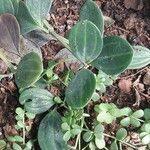 Peperomia hoffmannii