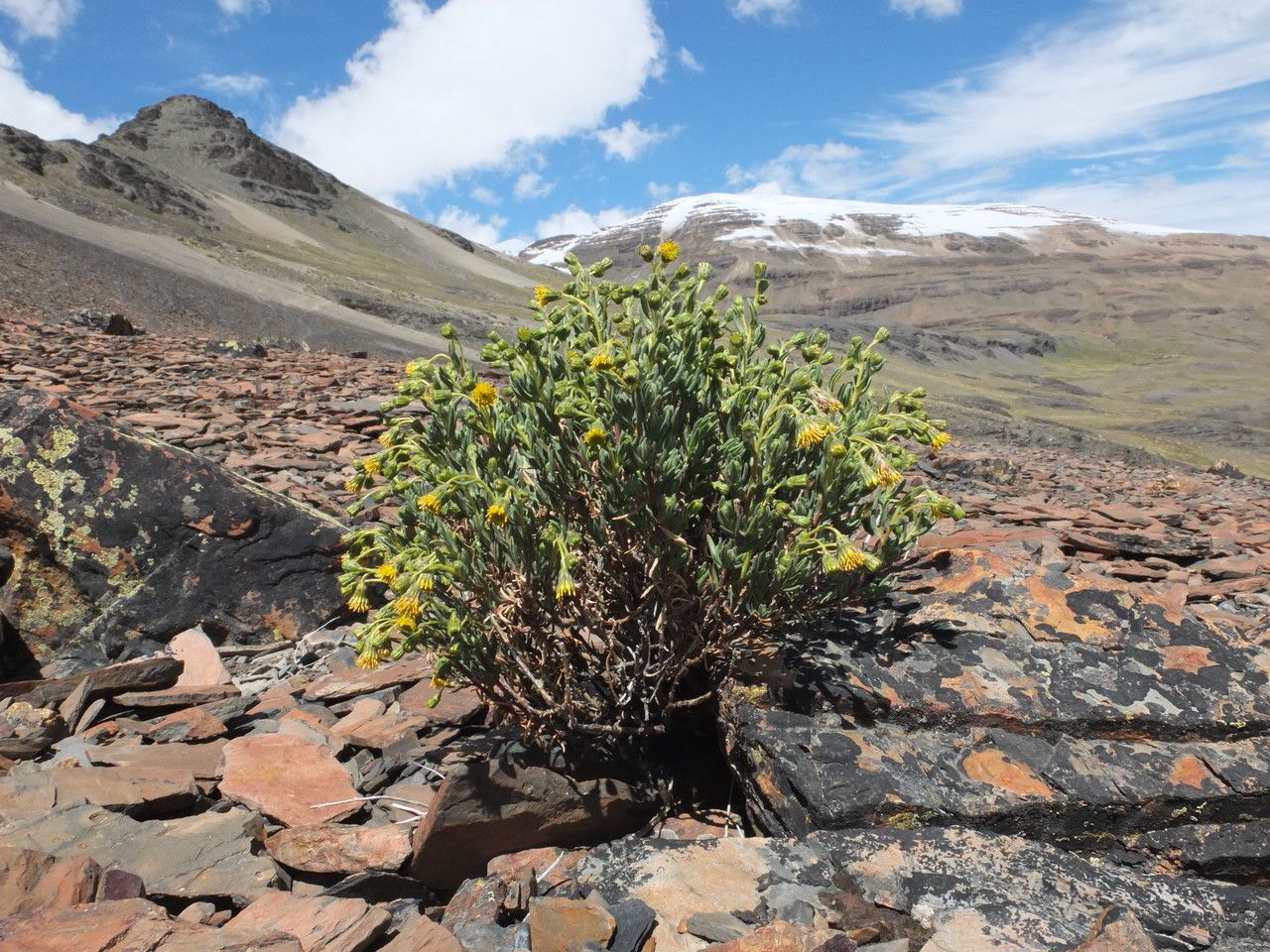 Senecio rufescens habit