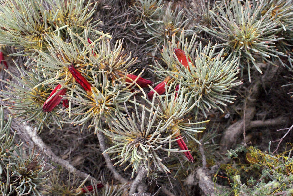 Calothamnus torulosus — related species from the same genus