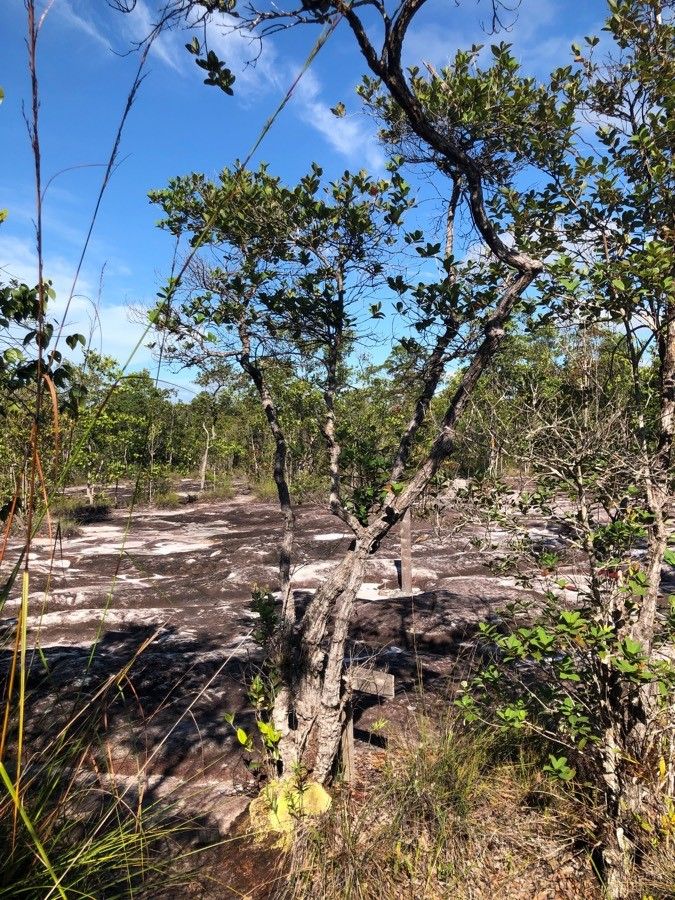 Cratoxylum glaucum habit